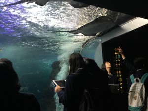 新江ノ島水族館